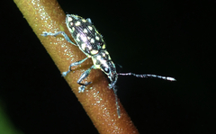 Naupactus viridepunctatus