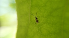 Braconidae
