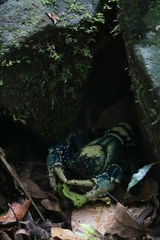 Euastacus sulcatus