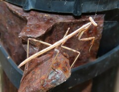 Archimantis latistyla