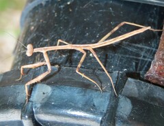 Archimantis latistyla