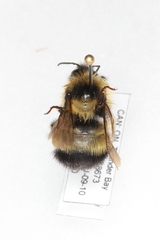 Bombus sandersoni