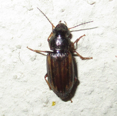 Platymetopus figuratus