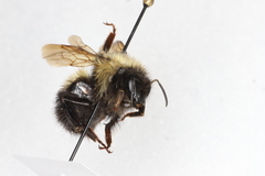 Bombus sandersoni