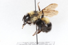 Bombus sandersoni