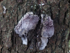 Nectriopsis violacea