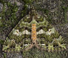 Austrocidaria similata