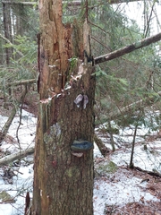 Nectriopsis violacea