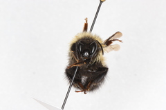 Bombus sandersoni
