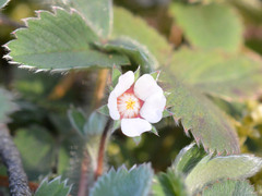 Potentilla micrantha