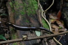 Silvascincus murrayi