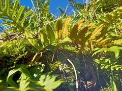Polypodium vulgare