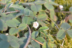 Potentilla micrantha