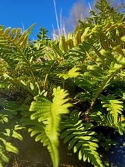 Polypodium vulgare