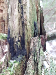 Jackrogersella multiformis