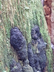 Jackrogersella multiformis