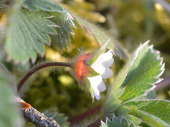 Potentilla micrantha