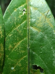 Singaporoidea meneptolemus