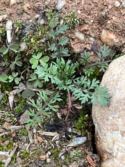 Lepidium didymum