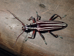 Navomorpha lineata