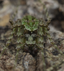 Cryptaranea atrihastula