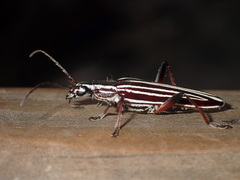 Navomorpha lineata