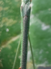 Singaporoidea meneptolemus