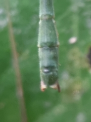 Singaporoidea meneptolemus