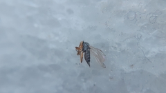 Diptera