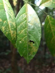 Singaporoidea meneptolemus