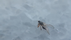 Diptera