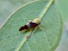 Brunotartessus fulvus