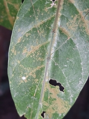 Singaporoidea meneptolemus