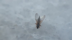 Diptera