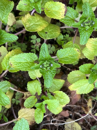 Stachys arvensis