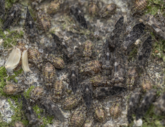 Nimbopsocus australis