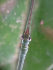 Singaporoidea meneptolemus