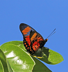Pseudacraea boisduvalii