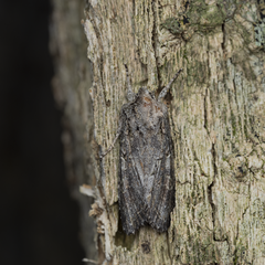 Ichneutica mutans