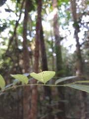 Singaporoidea meneptolemus