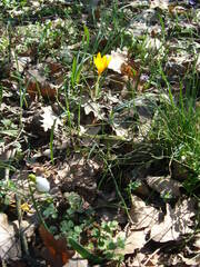Crocus flavus