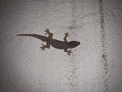 Hemidactylus platyurus