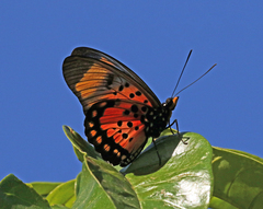Pseudacraea boisduvalii
