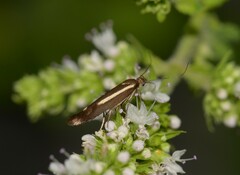 Scythris knochella
