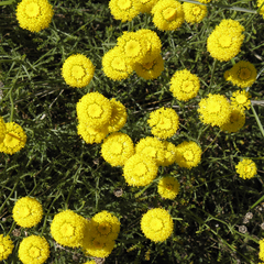 Santolina chamaecyparissus