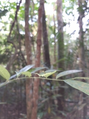 Singaporoidea meneptolemus