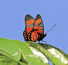 Pseudacraea boisduvalii