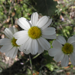 Tanacetum corymbosum