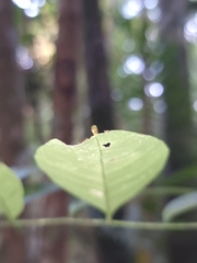Singaporoidea meneptolemus
