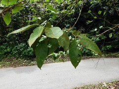 Syzygium polyanthum